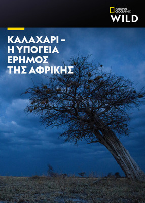 Kalahari - Africa